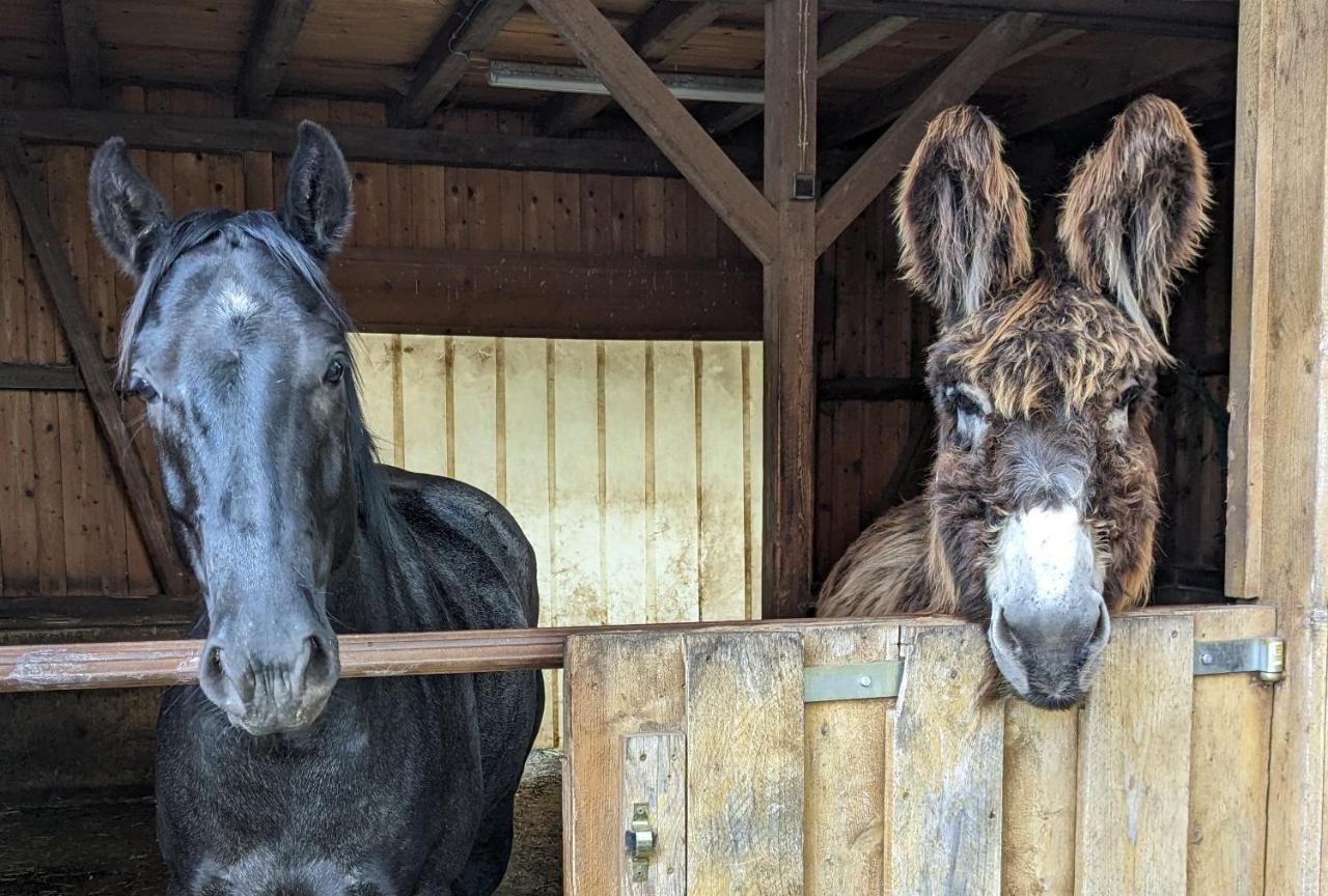 Lana Salta Alpakas - Gemuetliche Ferienwohnungen Auf Dem Bauernhof Murrhardt Zewnętrze zdjęcie